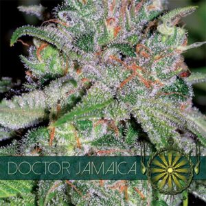Doctor-Jamaica-3-u-fem-Vision-Seeds-3