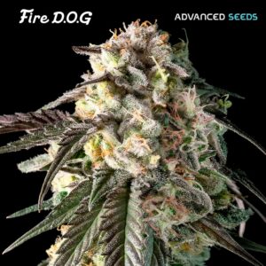 Fire-DOG-1-u-fem-Advanced-Seeds-3
