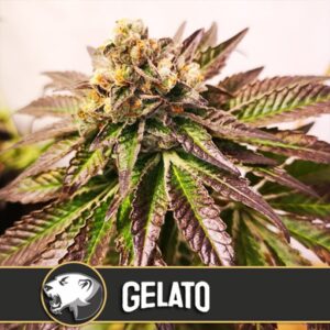 Gelato-3-u-fem-Blimburn-Seeds-3