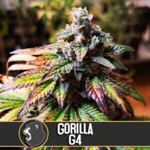 Gorilla-G4-3-u-fem-Blimburn-Seeds-3