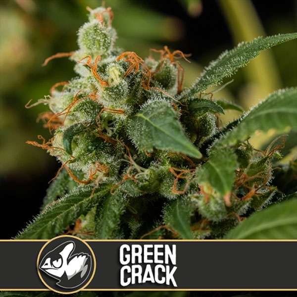 Green-Crack-3-u-fem-Blimburn-Seeds-3