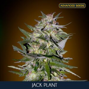 Jack-Plant-1-u-fem-Advanced-Seeds-3