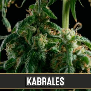 Kabrales-3-u-fem-Blimburn-Seeds-3