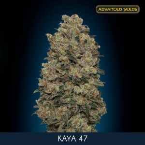 Kaya-47-1-u-fem-Advanced-Seeds-3