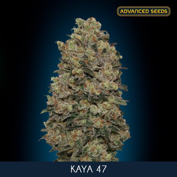 Kaya-47-10-3-u-fem-Advanced-Seeds-2