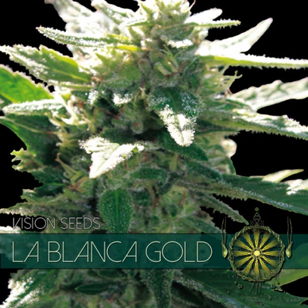 La-Blanca-Gold-3-u-fem-Vision-Seeds-3