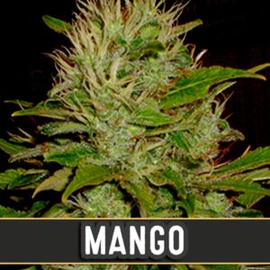 Mango-3-u-fem-Blimburn-Seeds-3
