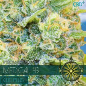 Medical-49-CBD-3-u-fem-Vision-Seeds-3