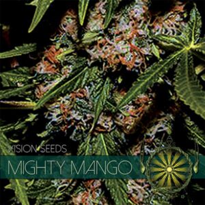 Mighty-Mango-3-u-fem-Vision-Seeds-3
