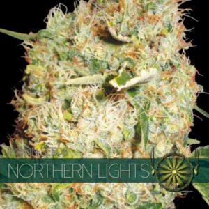 Northern-Lights-3-u-fem-Vision-Seeds-3