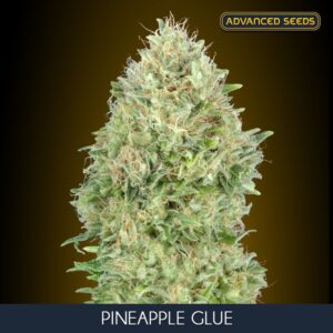 Pineapple-Glue-1-u-fem-Advanced-Seeds-3