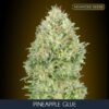 Pineapple-Glue-100-u-fem-Advanced-Seeds-2