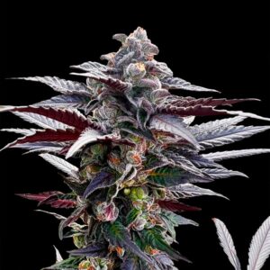 Pink-Sunset-by-Sherbinskis-10-ud-Silent-Seeds-3