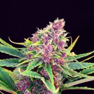 Purple-Kush-1-u-fem-Kannabia-Seeds-3