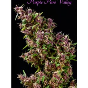 Purple-Paro-Valley-3-sem-fem-Mandala-Seeds-3