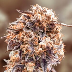 Purple-Punch-Fast-High-Speed-Buds