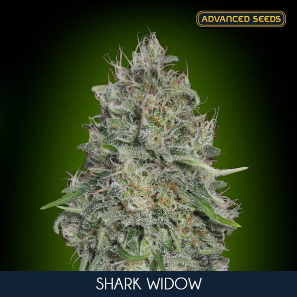 Shark-Widow-5-2-u-fem-Advanced-Seeds-2