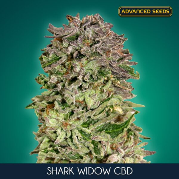 Shark-Widow-CBD-1-u-fem-Advanced-Seeds-3