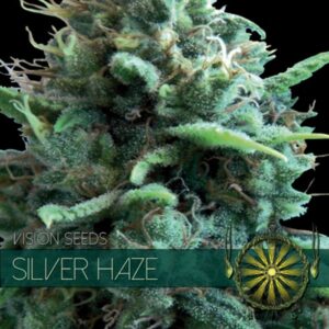Silver-Haze-3-u-fem-Vision-Seeds-3