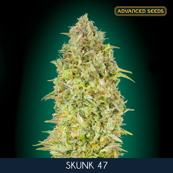 Skunk-47-1-u-fem-Advanced-Seeds-3