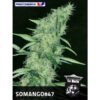Somango-47-1-u-fem-Positronics-Seeds-3