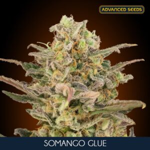 Somango-Glue-1-u-fem-Advanced-Seeds-3