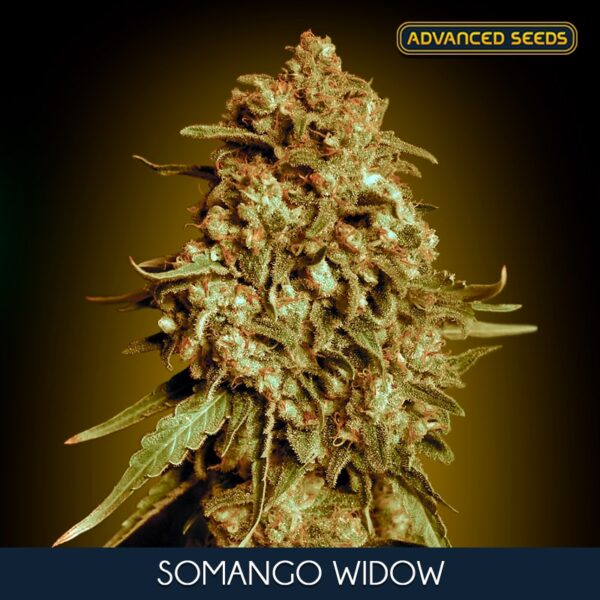 Somango-Widow-25-u-fem-Advanced-Seeds-2