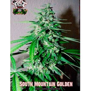 South-Mountain-Golden-1-u-fem-Xtreme-Seeds-3