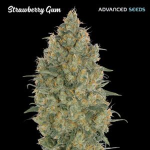 Strawberry-Gum-1-u-fem-Advanced-Seeds-3