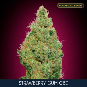 Strawberry-Gum-CBD-1-u-fem-Advanced-Seeds-3