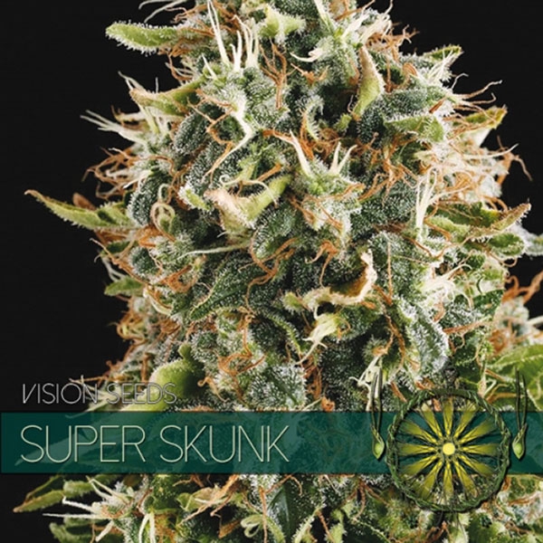 Super-Skunk-3-u-fem-Vision-Seeds-3