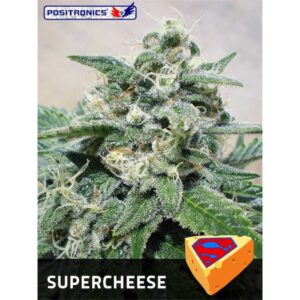 Supercheese-1-u-fem-Positronics-Seeds-3