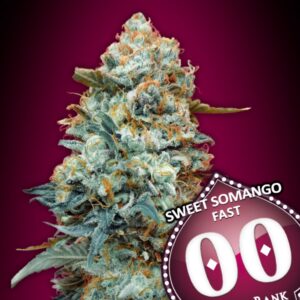 Sweet-Somango-Fast-5-u-fem-00-Seeds