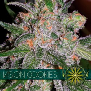 Vision-Cookies-3-u-fem-Vision-Seeds-3