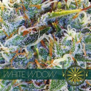 White-Widow-3-u-fem-Vision-Seeds-3