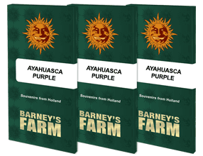 ayahuasca-purple-packet-1-seed