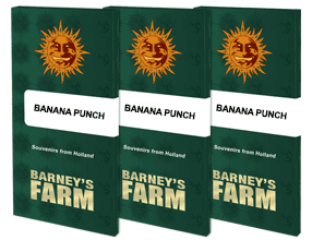 banana-punch-packet-1-seed