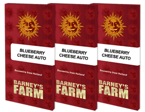 blueberry-cheese-auto-packet-1-seed