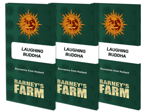 laughing-buddha-packet-1-seed