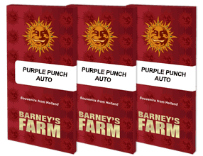 purple-punch-auto-packet-1-seed