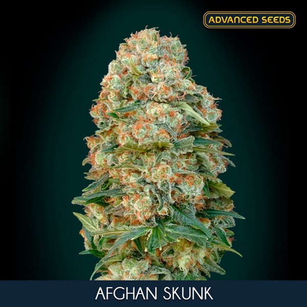 Afghan-Skunk-5-2-u-fem-Advanced-Seeds