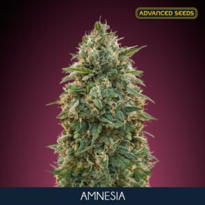 Amnesia-5-2-u-fem-Advanced-Seeds
