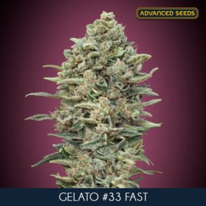 Gelato-33-Fast-10-3-u-fem-Advanced-Seeds-1
