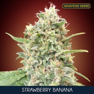 Strawberry-Banana-3-1-u-fem-Advanced-Seeds