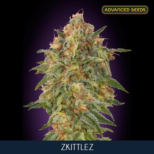 Zkittlez-3-1-u-fem-Advanced-Seeds